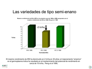 Incremento del potencial de rendimiento en la alianza global de la ciencia del arroz
