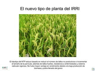 Incremento del potencial de rendimiento en la alianza global de la ciencia del arroz