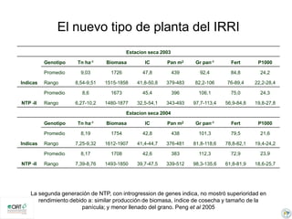Incremento del potencial de rendimiento en la alianza global de la ciencia del arroz