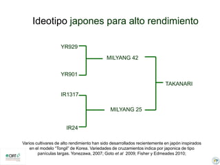 Incremento del potencial de rendimiento en la alianza global de la ciencia del arroz