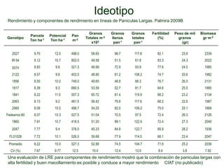Incremento del potencial de rendimiento en la alianza global de la ciencia del arroz