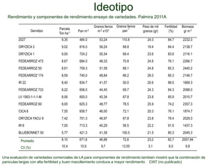 Incremento del potencial de rendimiento en la alianza global de la ciencia del arroz
