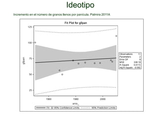 Incremento del potencial de rendimiento en la alianza global de la ciencia del arroz
