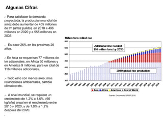 Incremento del potencial de rendimiento en la alianza global de la ciencia del arroz