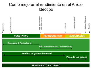 Incremento del potencial de rendimiento en la alianza global de la ciencia del arroz
