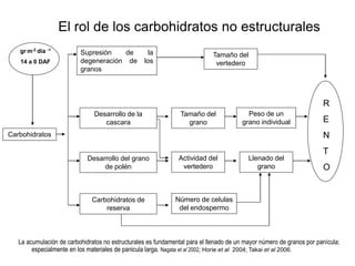 Incremento del potencial de rendimiento en la alianza global de la ciencia del arroz