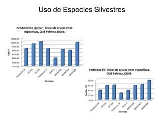 Incremento del potencial de rendimiento en la alianza global de la ciencia del arroz