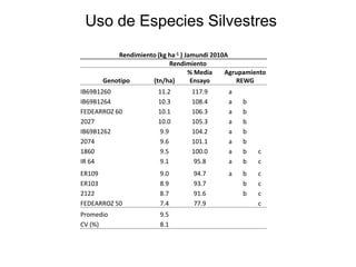 Incremento del potencial de rendimiento en la alianza global de la ciencia del arroz