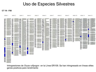 Incremento del potencial de rendimiento en la alianza global de la ciencia del arroz