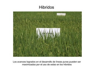 Incremento del potencial de rendimiento en la alianza global de la ciencia del arroz