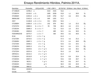 Incremento del potencial de rendimiento en la alianza global de la ciencia del arroz