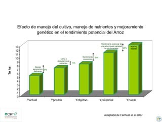 Incremento del potencial de rendimiento en la alianza global de la ciencia del arroz