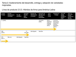 Incremento del potencial de rendimiento en la alianza global de la ciencia del arroz
