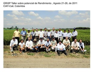 Incremento del potencial de rendimiento en la alianza global de la ciencia del arroz