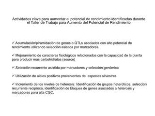 Incremento del potencial de rendimiento en la alianza global de la ciencia del arroz
