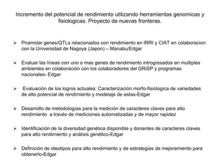 Incremento del potencial de rendimiento en la alianza global de la ciencia del arroz