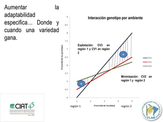 Incremento del potencial de rendimiento en la alianza global de la ciencia del arroz