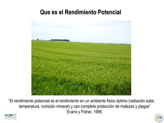 Incremento del potencial de rendimiento en la alianza global de la ciencia del arroz