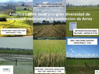 Incremento del potencial de rendimiento en la alianza global de la ciencia del arroz
