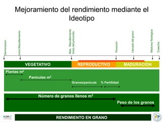 Incremento del potencial de rendimiento en la alianza global de la ciencia del arroz
