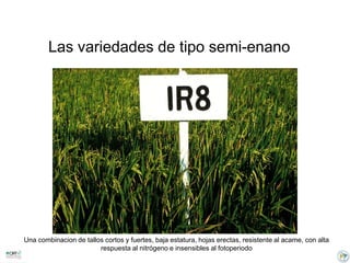 Incremento del potencial de rendimiento en la alianza global de la ciencia del arroz