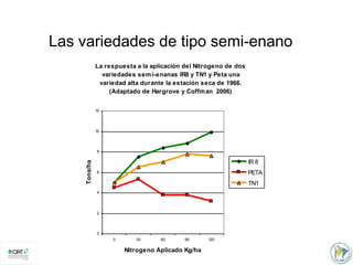 Incremento del potencial de rendimiento en la alianza global de la ciencia del arroz