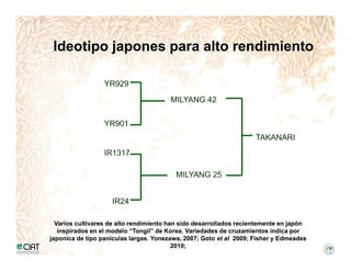 Incremento rendimiento potencial_variedades_convencionales