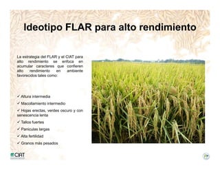 Incremento rendimiento potencial_variedades_convencionales