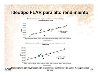 Incremento rendimiento potencial_variedades_convencionales