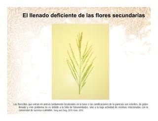 Incremento rendimiento potencial_variedades_convencionales