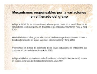 Incremento rendimiento potencial_variedades_convencionales