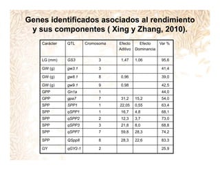 Incremento rendimiento potencial_variedades_convencionales
