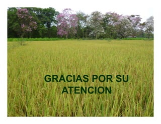 Incremento rendimiento potencial_variedades_convencionales