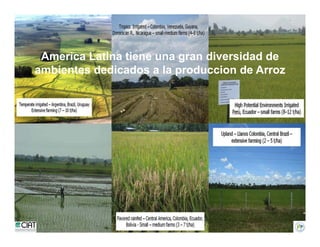 Incremento rendimiento potencial_variedades_convencionales