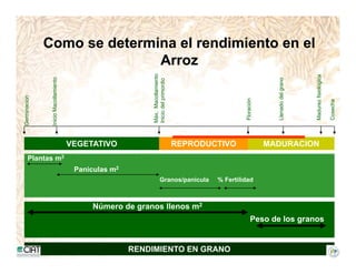 Incremento rendimiento potencial_variedades_convencionales