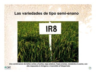 Incremento rendimiento potencial_variedades_convencionales