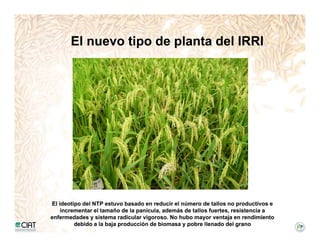 Incremento rendimiento potencial_variedades_convencionales