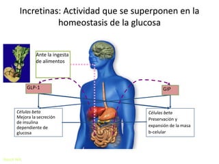 Incretinas: Actividad que se superponen en la
                 homeostasis de la glucosa


               Ante la ingesta
               de alimentos



            GLP-1                              GIP



      Células beta                       Células beta
      Mejora la secreción                Preservación y
      de insulina
      dependiente de                     expansión de la masa
      glucosa                            b-celular
                                     a
                                 a




Nauck MA,
 