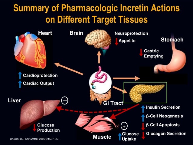 insulin mechanism of action
