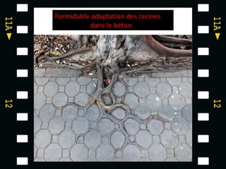 Formidable adaptation des racines
          dans le béton
 