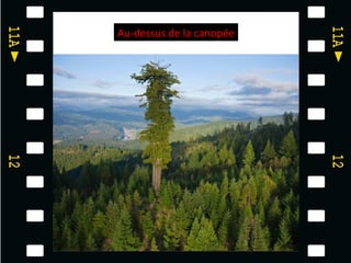 Au-dessus de la canopée
 