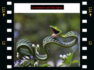 Le serpent vert de vigne
 