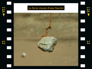 La force inouïe d'une fourmi
 