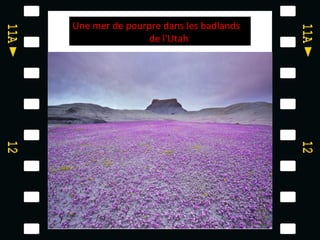Une mer de pourpre dans les badlands
                de l'Utah
 