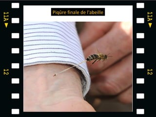 Piqûre finale de l'abeille
 