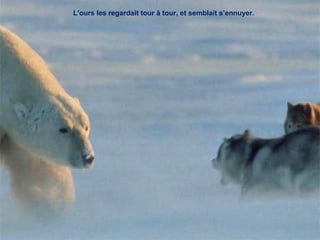 L'ours les regardait tour à tour, et semblait s’ennuyer.
 
