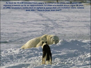 Au bout de 15 à 20 minutes l'ours gagna la confiance du chien, échangeant des
signaux à mesure qu’ils se rapprochaient. Le chien n'a montré aucun signe de peur,
en effet, sa posture voûtée tout en agitant la queue était une invitation claire, comme
pour dire : "Veux-tu jouer avec moi?"
 