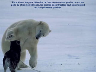 Face à face, les yeux détendus de l’ours ne montrant pas les crocs, les
poils du chien non hérissés, les oreilles décontractées tout cela montrait
un comportement paisible.
 