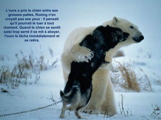 L'ours a pris le chien entre ses
grosses pattes, Rosing n'en
croyait pas ses yeux : il pensait
qu'il pourrait le tuer à tout
moment. Quand le chien se sentit
saisi trop serré il se mit à aboyer,
l'ours le lâcha immédiatement et
se retira.
 