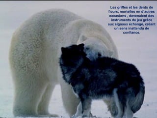 Les griffes et les dents de
l'ours, mortelles en d’autres
occasions , devenaient des
instruments de jeu grâce
aux signaux échangé, créant
un sens inattendu de
confiance.
 